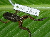  ( - AJC 1815)  @14 [ ] CreativeCommons - Attribution Non-Commercial Share-Alike (2010) Copyright Andrew J. Crawford Smithsonian Tropical Research Institute