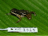  ( - AJC 1815)  @14 [ ] CreativeCommons - Attribution Non-Commercial Share-Alike (2010) Copyright Andrew J. Crawford Smithsonian Tropical Research Institute