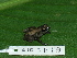  ( - AJC 1819)  @11 [ ] CreativeCommons - Attribution Non-Commercial Share-Alike (2010) Copyright Andrew J. Crawford Smithsonian Tropical Research Institute