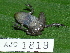  ( - AJC 1819)  @11 [ ] CreativeCommons - Attribution Non-Commercial Share-Alike (2010) Copyright Andrew J. Crawford Smithsonian Tropical Research Institute