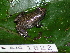  ( - AJC 1822)  @11 [ ] CreativeCommons - Attribution Non-Commercial Share-Alike (2010) Copyright Andrew J. Crawford Smithsonian Tropical Research Institute