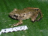  ( - AJC 1829)  @14 [ ] CreativeCommons - Attribution Non-Commercial Share-Alike (2010) Copyright Andrew J. Crawford Smithsonian Tropical Research Institute