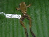  ( - AJC 1829)  @14 [ ] CreativeCommons - Attribution Non-Commercial Share-Alike (2010) Copyright Andrew J. Crawford Smithsonian Tropical Research Institute