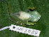  ( - AJC 1830)  @13 [ ] CreativeCommons - Attribution Non-Commercial Share-Alike (2010) Copyright Andrew J. Crawford Smithsonian Tropical Research Institute