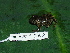  (Craugastor opimus - AJC 1842)  @13 [ ] CreativeCommons - Attribution Non-Commercial Share-Alike (2010) Copyright Andrew J. Crawford Smithsonian Tropical Research Institute