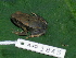  ( - AJC 1845)  @14 [ ] CreativeCommons - Attribution Non-Commercial Share-Alike (2010) Copyright Andrew J. Crawford Smithsonian Tropical Research Institute
