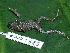  ( - AJC 1845)  @13 [ ] CreativeCommons - Attribution Non-Commercial Share-Alike (2010) Copyright Andrew J. Crawford Smithsonian Tropical Research Institute