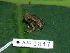  ( - AJC 1847)  @14 [ ] CreativeCommons - Attribution Non-Commercial Share-Alike (2010) Copyright Andrew J. Crawford Smithsonian Tropical Research Institute
