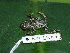  ( - AJC 1847)  @14 [ ] CreativeCommons - Attribution Non-Commercial Share-Alike (2010) Copyright Andrew J. Crawford Smithsonian Tropical Research Institute
