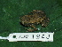  ( - AJC 1848)  @14 [ ] CreativeCommons - Attribution Non-Commercial Share-Alike (2010) Copyright Andrew J. Crawford Smithsonian Tropical Research Institute