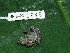  ( - AJC 1848)  @13 [ ] CreativeCommons - Attribution Non-Commercial Share-Alike (2010) Copyright Andrew J. Crawford Smithsonian Tropical Research Institute