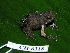  ( - CH 6318)  @13 [ ] CreativeCommons - Attribution Non-Commercial Share-Alike (2010) Copyright César Jaramillo Smithsonian Tropical Research Institute