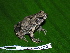  ( - CH 6320)  @14 [ ] CreativeCommons - Attribution Non-Commercial Share-Alike (2010) Copyright César Jaramillo Smithsonian Tropical Research Institute