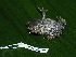  ( - CH 6320)  @13 [ ] CreativeCommons - Attribution Non-Commercial Share-Alike (2010) Copyright César Jaramillo Smithsonian Tropical Research Institute