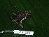  ( - CH 6321)  @14 [ ] CreativeCommons - Attribution Non-Commercial Share-Alike (2010) Copyright César Jaramillo Smithsonian Tropical Research Institute