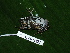 ( - CH 6321)  @13 [ ] CreativeCommons - Attribution Non-Commercial Share-Alike (2010) Copyright César Jaramillo Smithsonian Tropical Research Institute