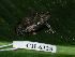  ( - CH 6325)  @14 [ ] CreativeCommons - Attribution Non-Commercial Share-Alike (2010) Copyright César Jaramillo Smithsonian Tropical Research Institute