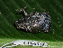  ( - CH 6325)  @13 [ ] CreativeCommons - Attribution Non-Commercial Share-Alike (2010) Copyright César Jaramillo Smithsonian Tropical Research Institute