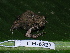  ( - CH 6327)  @14 [ ] CreativeCommons - Attribution Non-Commercial Share-Alike (2010) Copyright César Jaramillo Smithsonian Tropical Research Institute