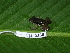  ( - CH 6330)  @14 [ ] CreativeCommons - Attribution Non-Commercial Share-Alike (2010) Copyright César Jaramillo Smithsonian Tropical Research Institute