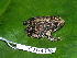  ( - CH 6336)  @14 [ ] CreativeCommons - Attribution Non-Commercial Share-Alike (2010) Copyright César Jaramillo Smithsonian Tropical Research Institute