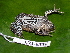  ( - CH 6336)  @13 [ ] CreativeCommons - Attribution Non-Commercial Share-Alike (2010) Copyright César Jaramillo Smithsonian Tropical Research Institute