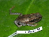  ( - CH 6350)  @14 [ ] CreativeCommons - Attribution Non-Commercial Share-Alike (2010) Copyright César Jaramillo Smithsonian Tropical Research Institute