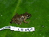  ( - CH 6351)  @14 [ ] CreativeCommons - Attribution Non-Commercial Share-Alike (2010) Copyright César Jaramillo Smithsonian Tropical Research Institute
