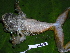  ( - CH 6352)  @11 [ ] CreativeCommons - Attribution Non-Commercial Share-Alike (2010) Copyright César Jaramillo Smithsonian Tropical Research Institute