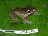  ( - CH 6355)  @14 [ ] CreativeCommons - Attribution Non-Commercial Share-Alike (2010) Copyright César Jaramillo Smithsonian Tropical Research Institute