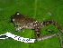 ( - CH 6355)  @14 [ ] CreativeCommons - Attribution Non-Commercial Share-Alike (2010) Copyright César Jaramillo Smithsonian Tropical Research Institute