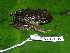  ( - CH 6358)  @14 [ ] CreativeCommons - Attribution Non-Commercial Share-Alike (2010) Copyright César Jaramillo Smithsonian Tropical Research Institute