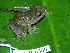  ( - CH 6360)  @14 [ ] CreativeCommons - Attribution Non-Commercial Share-Alike (2010) Copyright César Jaramillo Smithsonian Tropical Research Institute