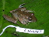  ( - CH 6362)  @14 [ ] CreativeCommons - Attribution Non-Commercial Share-Alike (2010) Copyright César Jaramillo Smithsonian Tropical Research Institute
