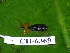  ( - CH 6369)  @12 [ ] CreativeCommons - Attribution Non-Commercial Share-Alike (2010) Copyright César Jaramillo Smithsonian Tropical Research Institute