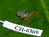  ( - CH 6369)  @12 [ ] CreativeCommons - Attribution Non-Commercial Share-Alike (2010) Copyright César Jaramillo Smithsonian Tropical Research Institute