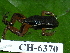  ( - CH 6370)  @12 [ ] CreativeCommons - Attribution Non-Commercial Share-Alike (2010) Copyright César Jaramillo Smithsonian Tropical Research Institute
