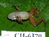  ( - CH 6370)  @12 [ ] CreativeCommons - Attribution Non-Commercial Share-Alike (2010) Copyright César Jaramillo Smithsonian Tropical Research Institute