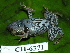  ( - CH 6371)  @13 [ ] CreativeCommons - Attribution Non-Commercial Share-Alike (2010) Copyright César Jaramillo Smithsonian Tropical Research Institute