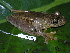  ( - CH 6372)  @13 [ ] CreativeCommons - Attribution Non-Commercial Share-Alike (2010) Copyright César Jaramillo Smithsonian Tropical Research Institute