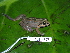  (Leptodactylus poecilochilus - CH 6373)  @15 [ ] CreativeCommons - Attribution Non-Commercial Share-Alike (2010) Copyright César Jaramillo Smithsonian Tropical Research Institute