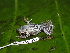  ( - CH 6374)  @13 [ ] CreativeCommons - Attribution Non-Commercial Share-Alike (2010) Copyright César Jaramillo Smithsonian Tropical Research Institute
