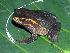  ( - CH 6379)  @11 [ ] CreativeCommons - Attribution Non-Commercial Share-Alike (2010) Copyright César Jaramillo Smithsonian Tropical Research Institute