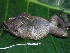  ( - CH 6379)  @11 [ ] CreativeCommons - Attribution Non-Commercial Share-Alike (2010) Copyright César Jaramillo Smithsonian Tropical Research Institute