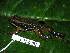  ( - CH 6381)  @13 [ ] CreativeCommons - Attribution Non-Commercial Share-Alike (2010) Copyright César Jaramillo Smithsonian Tropical Research Institute