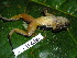  ( - CH 6381)  @13 [ ] CreativeCommons - Attribution Non-Commercial Share-Alike (2010) Copyright César Jaramillo Smithsonian Tropical Research Institute