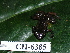  ( - CH 6385)  @11 [ ] CreativeCommons - Attribution Non-Commercial Share-Alike (2010) Copyright César Jaramillo Smithsonian Tropical Research Institute