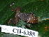  ( - CH 6385)  @11 [ ] CreativeCommons - Attribution Non-Commercial Share-Alike (2010) Copyright César Jaramillo Smithsonian Tropical Research Institute