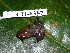  ( - CH 6387)  @11 [ ] CreativeCommons - Attribution Non-Commercial Share-Alike (2010) Copyright César Jaramillo Smithsonian Tropical Research Institute