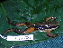  ( - CH 6389)  @13 [ ] CreativeCommons - Attribution Non-Commercial Share-Alike (2010) Copyright César Jaramillo Smithsonian Tropical Research Institute